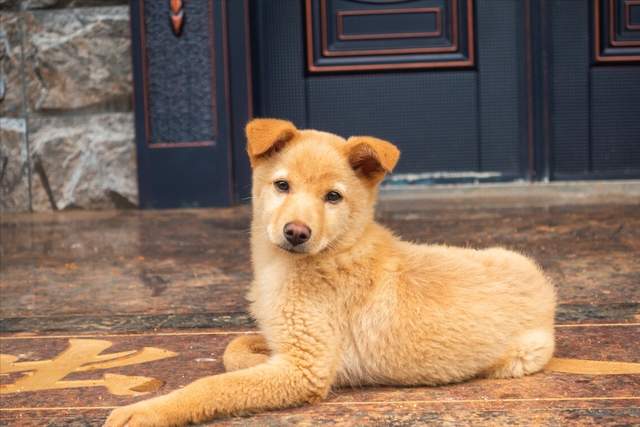 中华田园犬的成年期，探究狗狗的成长历程