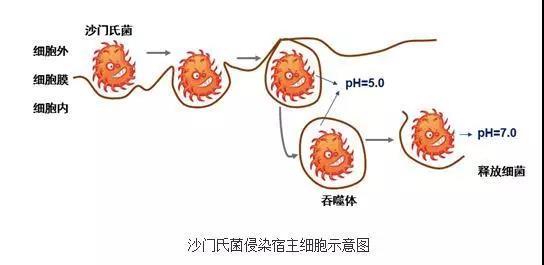 关于7个月宝宝上吐下泻怎么回事的文章