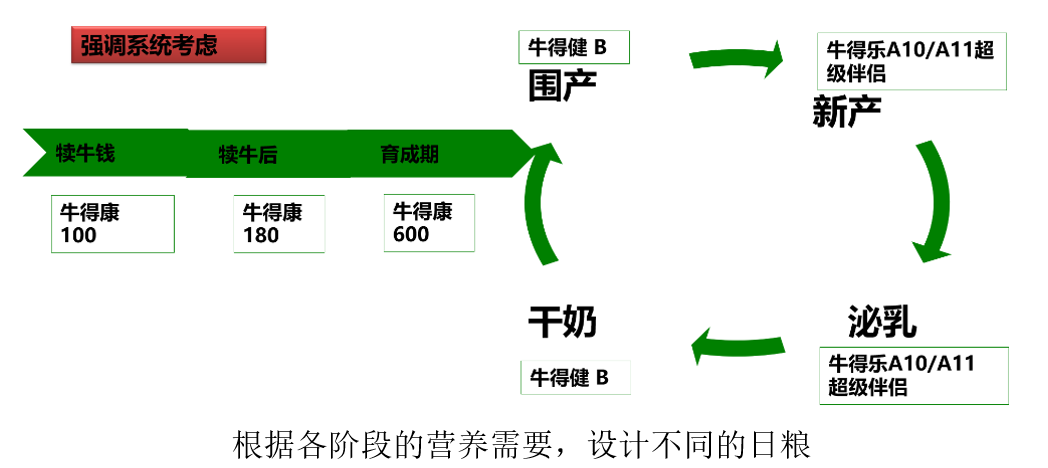 小牛断奶的最佳时间与饲养管理策略探讨